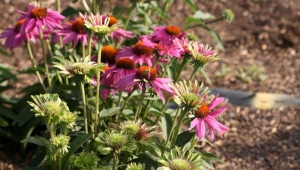 Diseases of asters and the fight against them