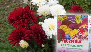 What and how can you feed chrysanthemums?