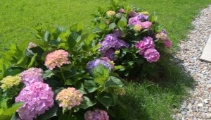 How to water hydrangea to change color?