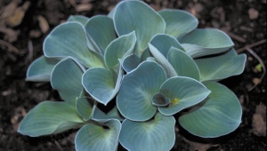 Blue hosta: varieties and their cultivation