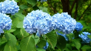蓝色和蓝色绣球花：描述和品种，种植和护理