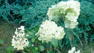 Hydrangea Diamantino: description, recommendations for cultivation and reproduction