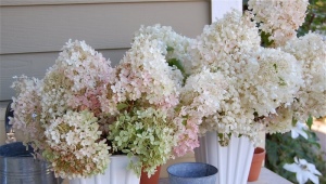 Hydrangea Dolly: description, planting, care and reproduction