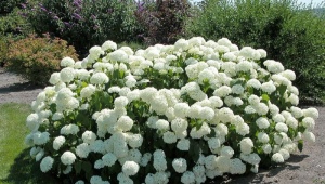 Hydrangea tree Anabel: description, planting and care