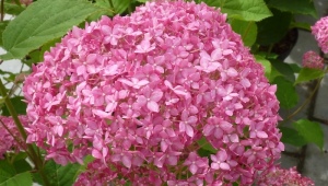 Hydrangea tree Pink Anabel: description, planting and care