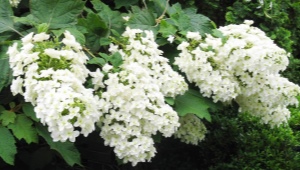 Hydrangea oakleaf: varieties, planting, care and reproduction