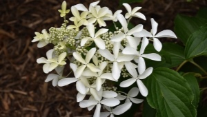 Hydrangea Great Star: description, planting, care and reproduction