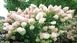 Hydrangea Magic Sweet Summer: description, planting, care and reproduction