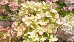 Hydrangea Pastel green: description, recommendations for growing and reproduction