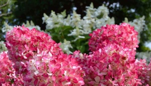 绣球花粉红钻石：描述、种植、护理和繁殖