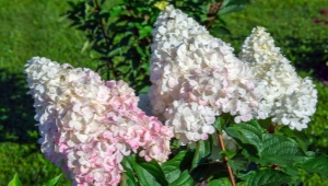 Hydrangea Pink Lady: description, planting, care and reproduction