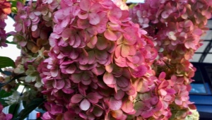 Hydrangea Samara Lydia: description, recommendations for cultivation and reproduction