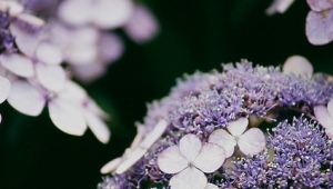 Ru hortensia: egenskaber, sorter og dyrkning