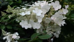 Hydrangea Tardiva: descripción, plantación y cuidado, reproducción.
