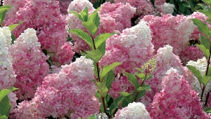 西伯利亚的绣球花：品种、种植和护理