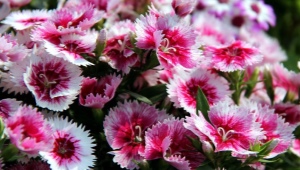 Pinnate carnation: varieties and recommendations for growing