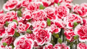 Carnation Shabo: funktioner, typer, plantning og pleje