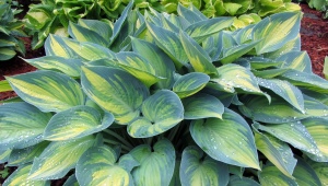 Hosta June: description, recommendations for cultivation and reproduction