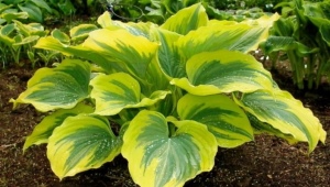 Hosta: description of species and varieties, secrets of cultivation and reproduction