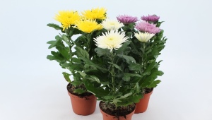 Chrysantheme Anastasia: Empfehlungen zum Pflanzen und Pflegen