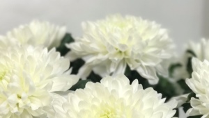 Chrysanthemum Antonov: beskrivelse og anbefalinger til dyrkning