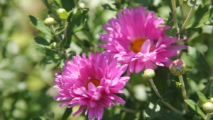 Indická chryzantéma: popis, odrůdy a doporučení péče