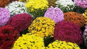 韩国菊花：种植类型和建议