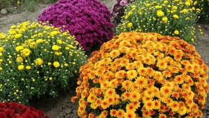 Chrysanthemum multiflora: features, varieties and cultivation
