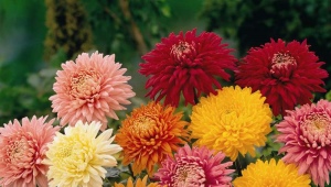 Chrysanthemum single-headed: description, varieties and recommendations for growing
