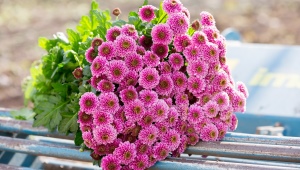 Chrysanthemums santini: variétés, recommandations d'entretien et de reproduction