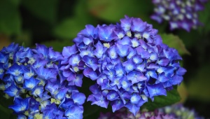 How to make a hydrangea blue or blue?