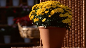 Hvordan dyrker man en krysantemum fra en buket derhjemme?