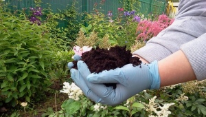 ¿Qué tipo de suelo le gusta a la hortensia y cómo acidificarla?
