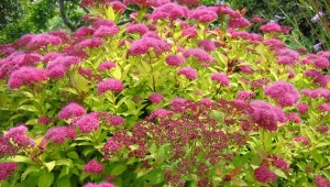 When and how to transplant spirea: choose a place and time, observe the technology