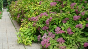 When and how to properly propagate spirea?