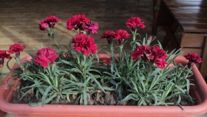 Indoor carnation: planting and care