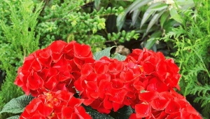 Červená hortenzie: odrůdy, výběr a pěstování