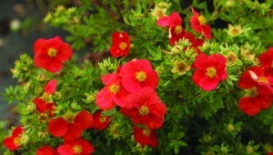 Red Potentilla: popular varieties, cultivation and care