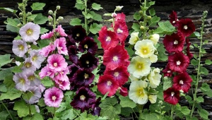 Perennial mallow: varieties, planting and care
