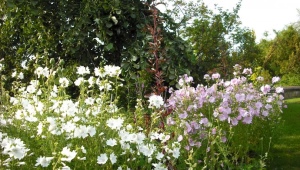 Musk mallow: description, planting and care