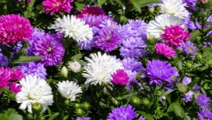 低生长紫菀：品种、栽培和繁殖