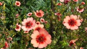 粉红色的五叶草：品种及其栽培