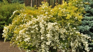 Spirea Gold fontaine: description, planting, care and reproduction