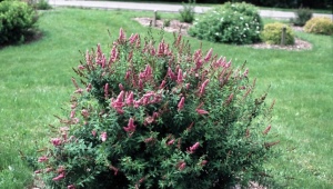 Willow spirea: description, varieties and agricultural technology