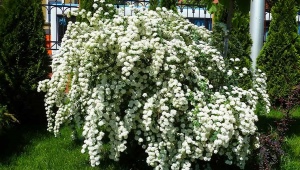 Dwarf spirea: varieties, selection, cultivation and reproduction