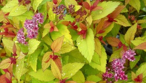 Spirea Magic Carpet: features, recommendations for growing and reproduction