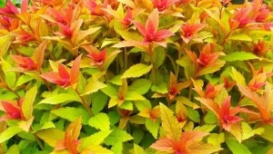 Spirea Japanese Goldflame：描述、种植和护理