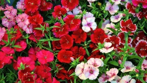 The subtleties of growing carnations from seeds