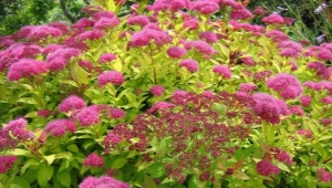 All about Japanese spirea