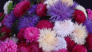 Everything about asters: from varieties to growing secrets